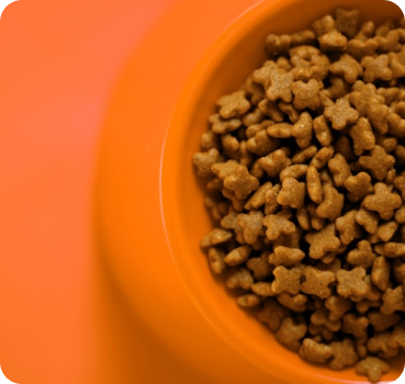 Optimizing Your Pet’s Gut Health